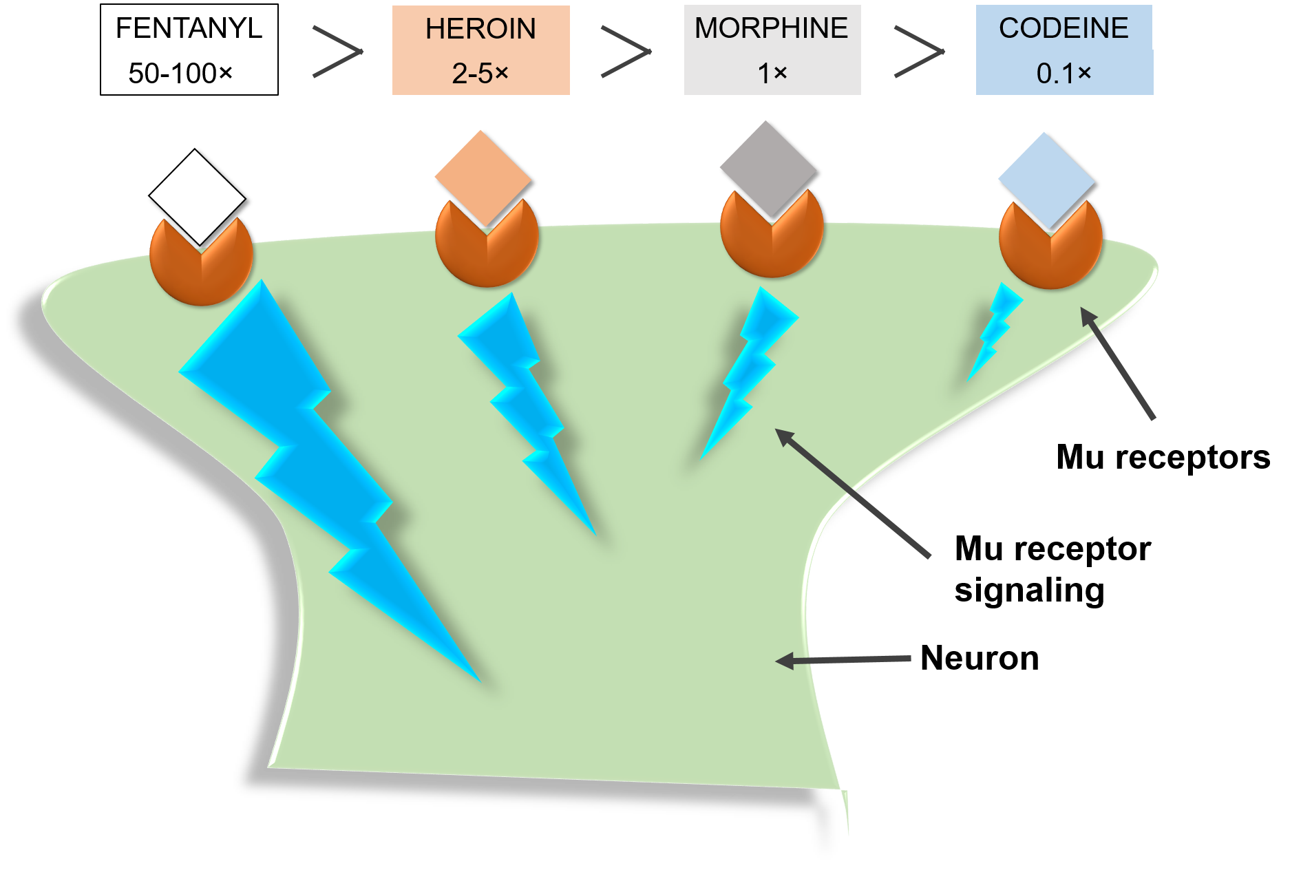 Figure 3: Cartoon of the relative potency of codeine, morphine, heroin, and fentanyl in relation to one another. Differences in potency between opioids occur due to the ability of the drugs to reach the m-receptor, in addition to how tightly they bind the receptor. The strongest opioids, such as fentanyl, will rapidly reach the m-receptor and bind closely to cause the strongest effect. Image credit: Kristina Garske