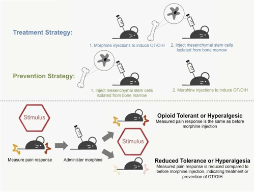 Experimental outline of MSC-based treatment and prevention of OT & OIH in mice and rats. Image credit: Victoria Sun
