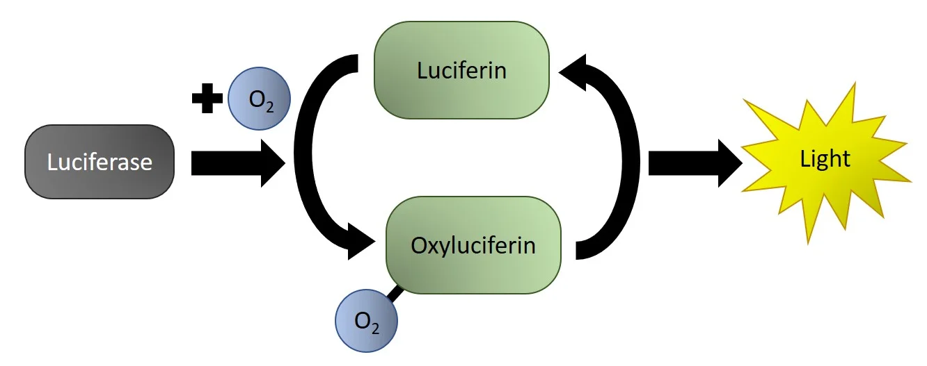 Schematic illustrating the chemical reaction of luciferase and luciferin to produce bioluminescent light. Image compiled by Shuin (Sue) Park.