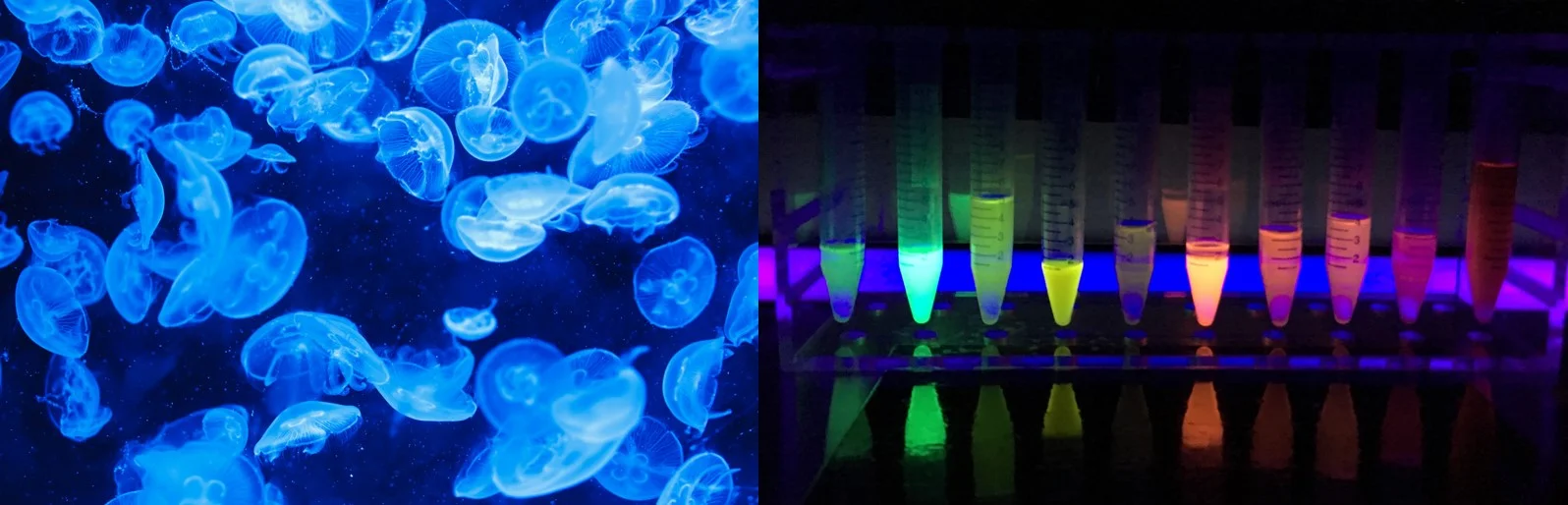 Bioluminescence can be found in animals such as jellyfish (left) and in scientific research, serving multiple purposes (right). Image Credit (left) Public domain; (right) Erin Rod licensed under Creative Commons Attribution-Share Alike 4.0 International .