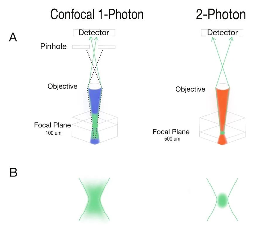 Dissecting Two Photon Microscopy Signal To Noise