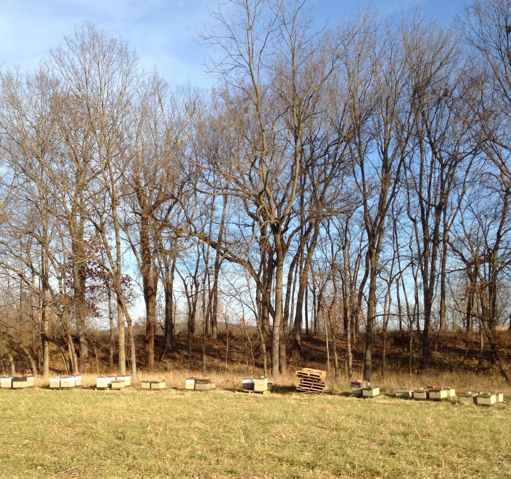 The biggest herd
