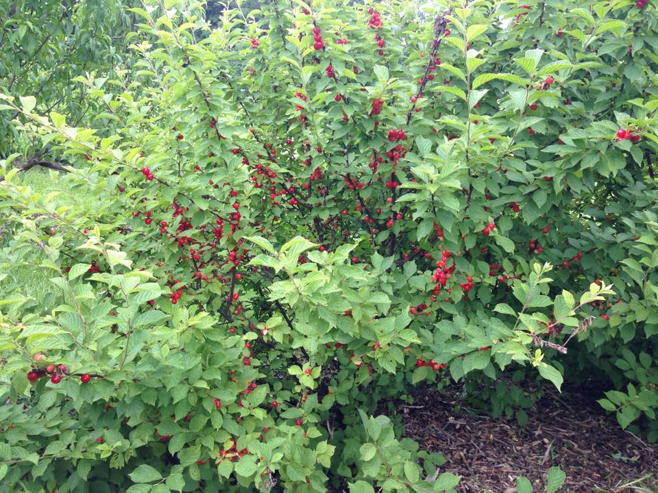 BUSH CHERRIES