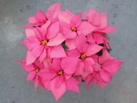 Pink Poinsettia