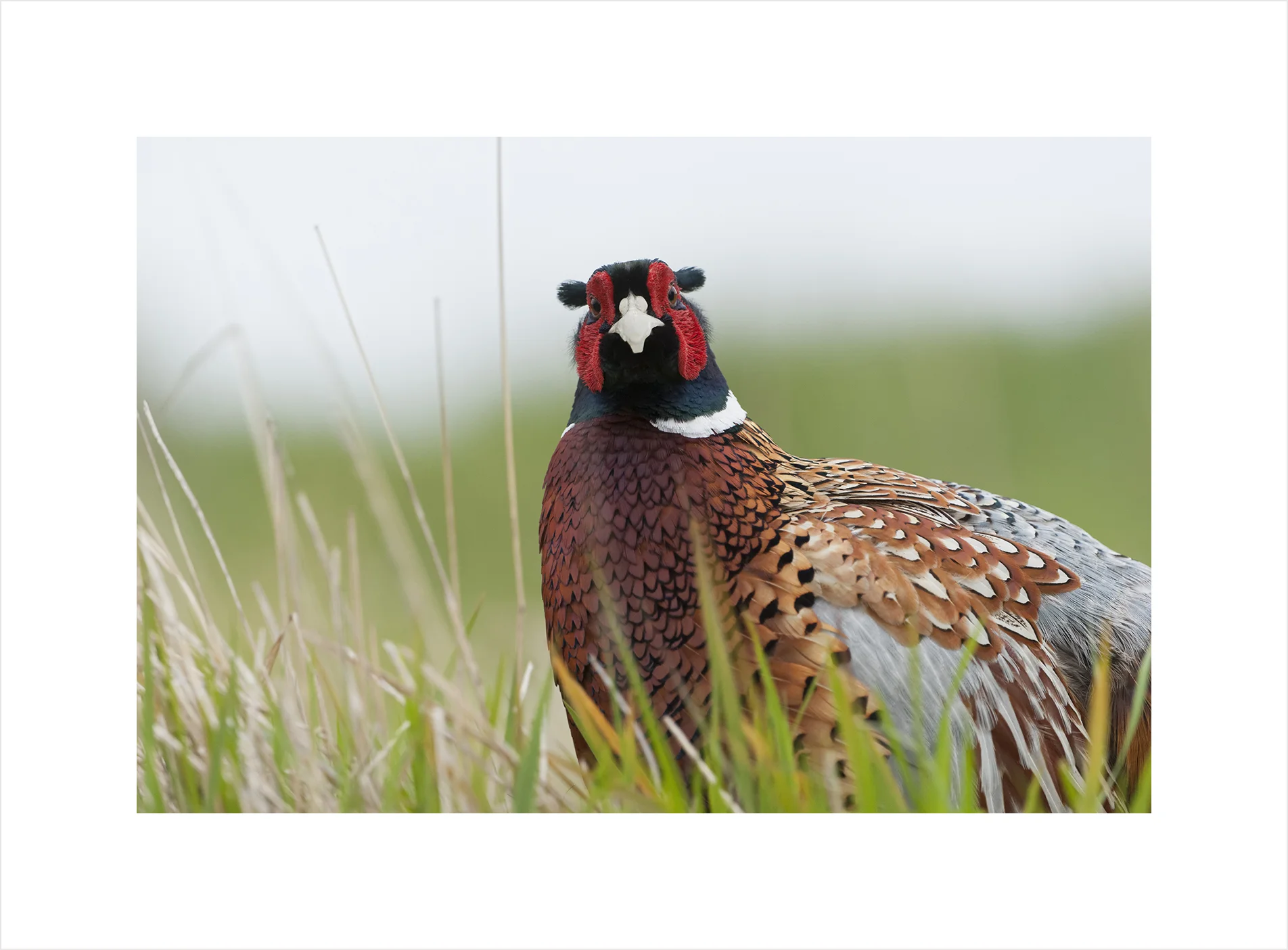 PHEASANT