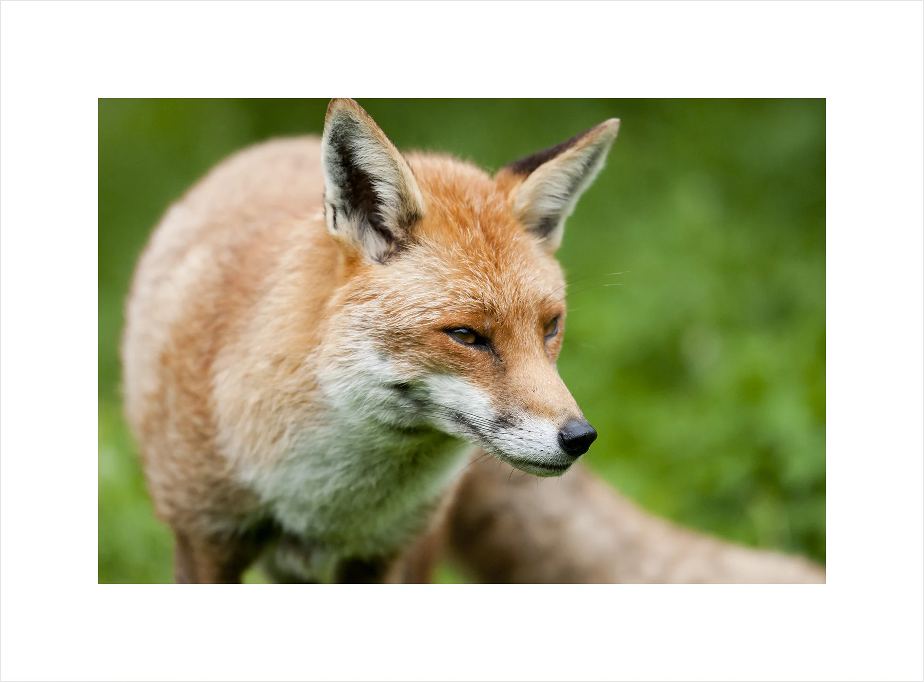 RED FOX