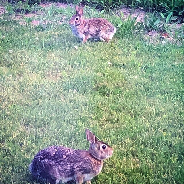We live and let live out here. Yes, our wild bunnies will eat some of our plants but it&rsquo;s easy enough to roll out some 2&rsquo; high chicken wire to keep them out of the garden. That seems to be all it takes. And so worth it to see these cuties