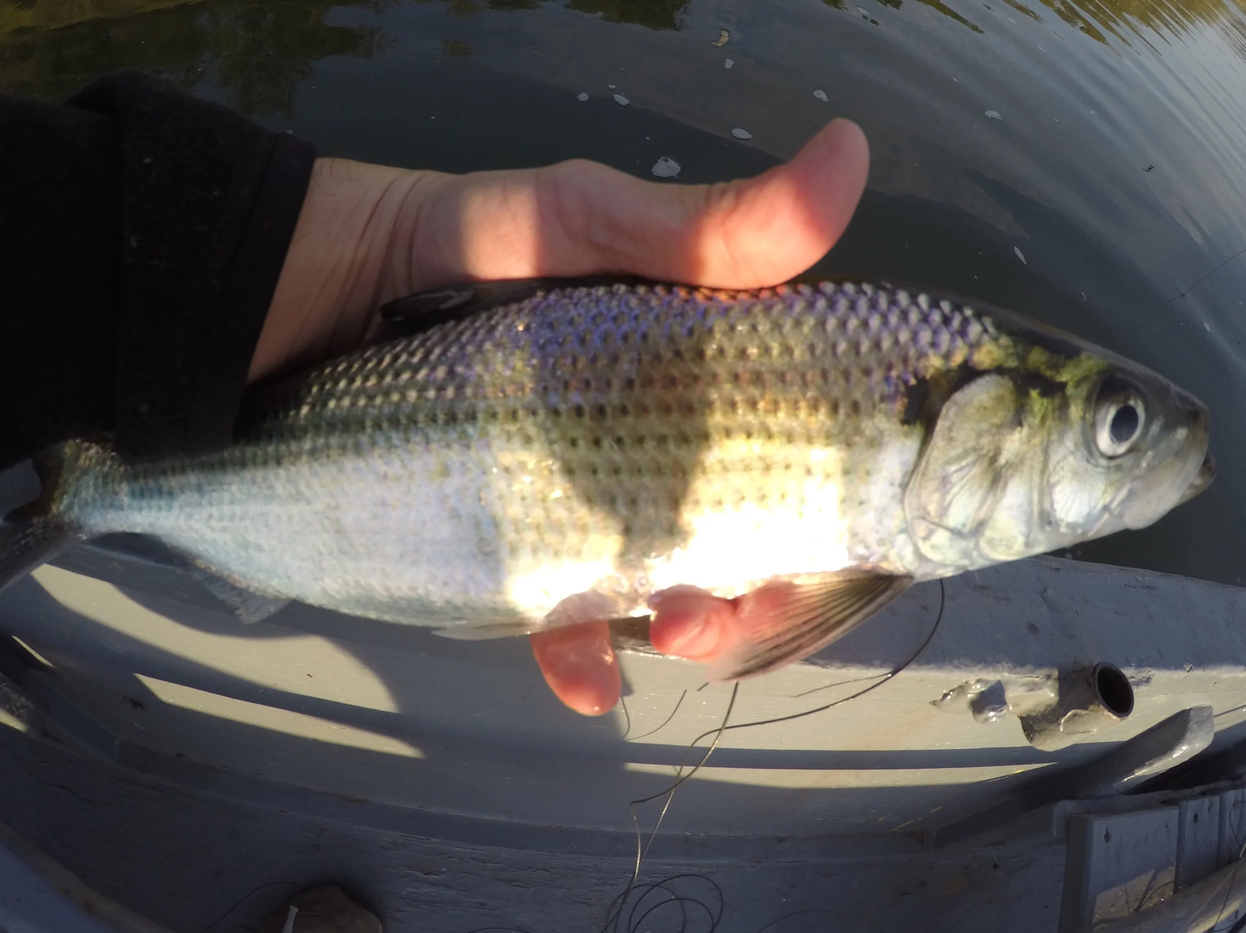 Potomac hickory shad