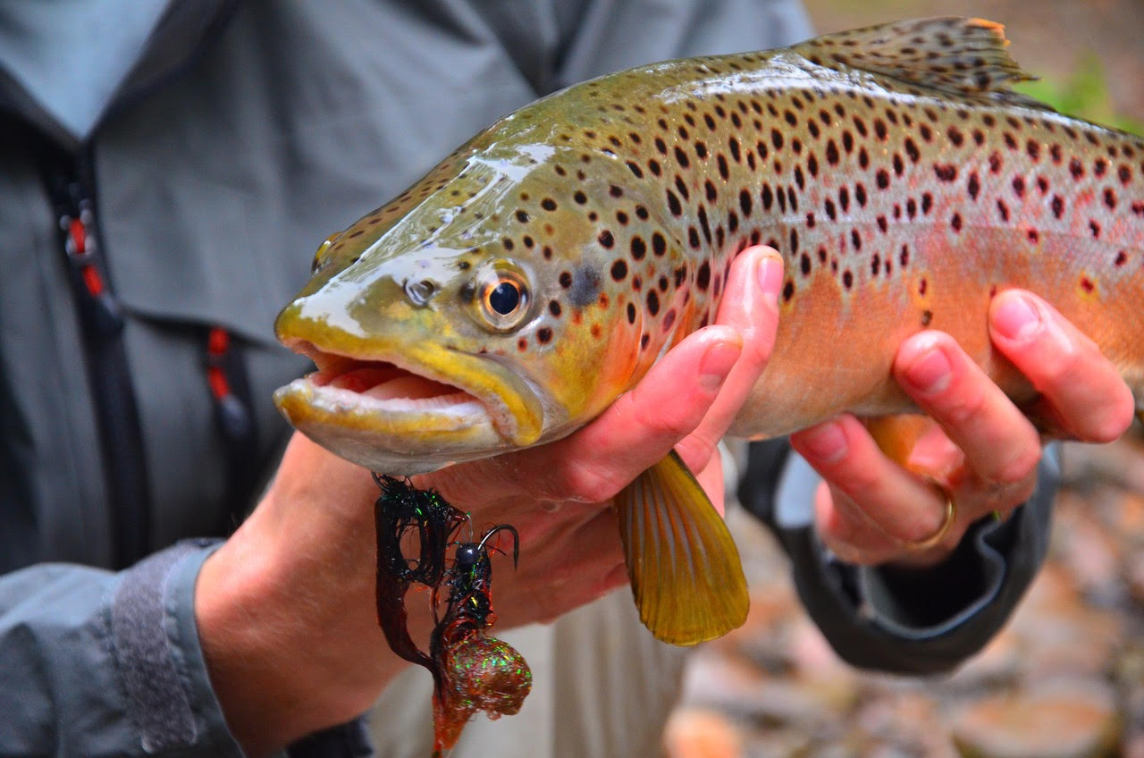 Matt Miles: Virginia Musky Hunter — 52 Week Season