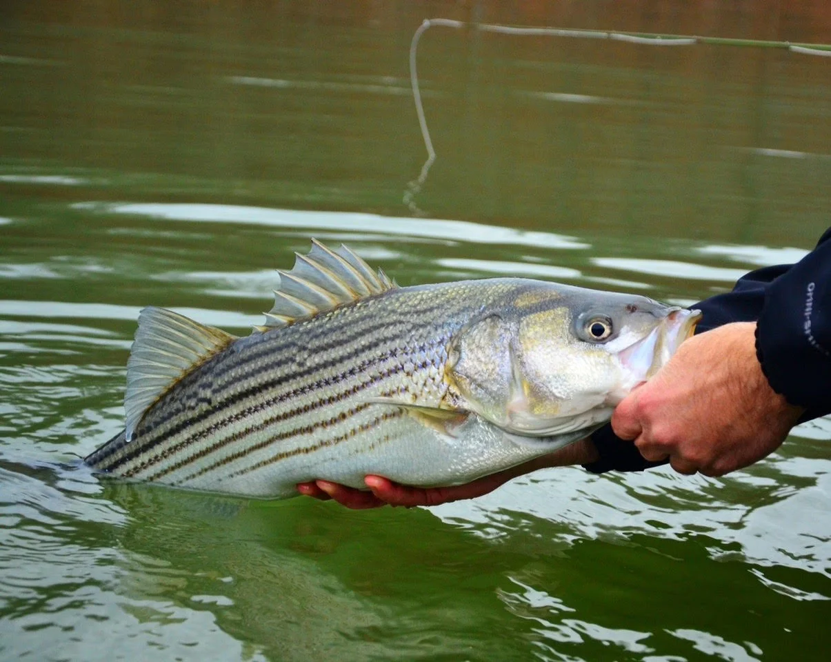 Miles Rockfish.jpg