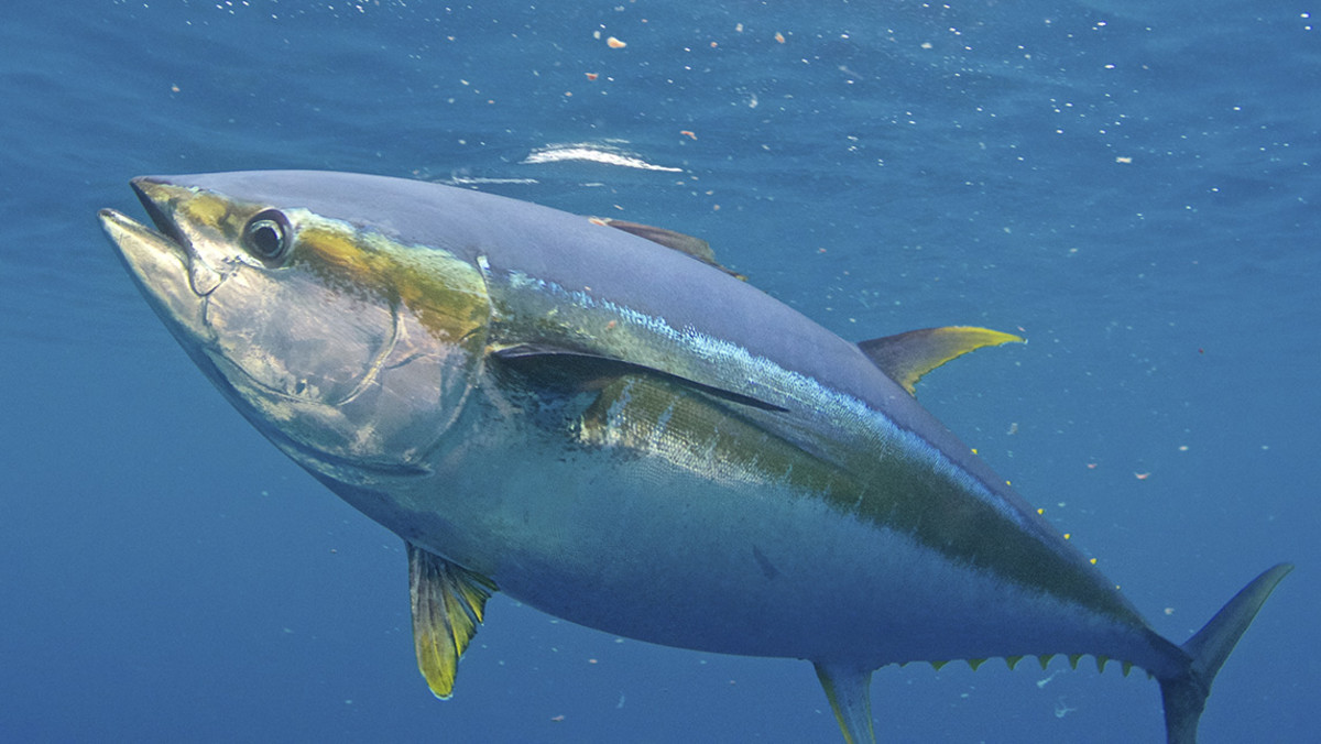 Yellowfin (pic complements of Salt Water Sportsman )