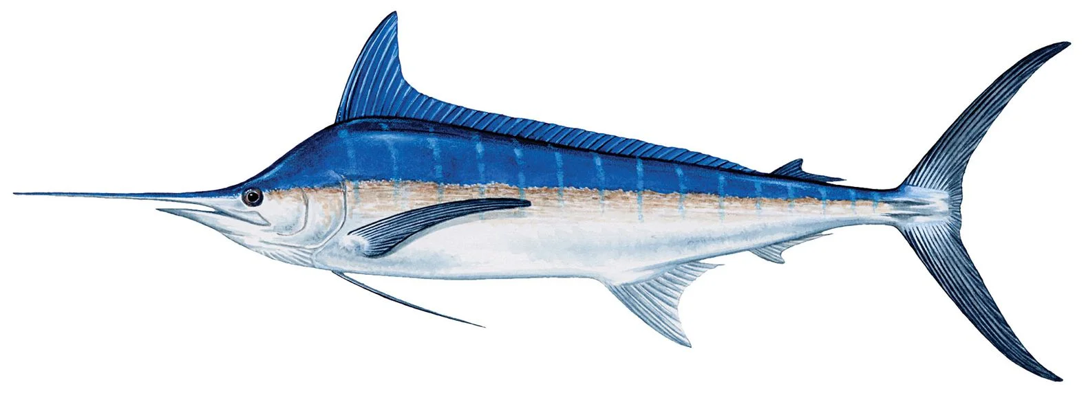 Blue marlin (pic complements of Salt Water Sportsman )