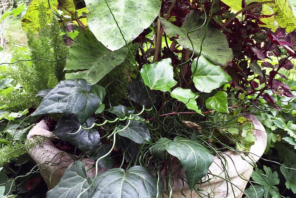 Welcome-Laurel-Gardening-02.jpg