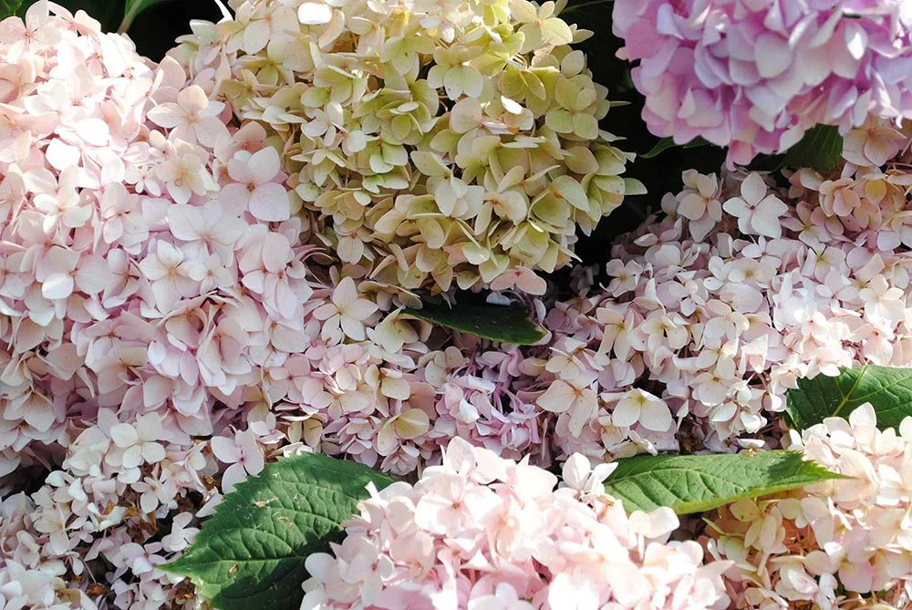 Welcome-Laurel-Gardening-11.jpg