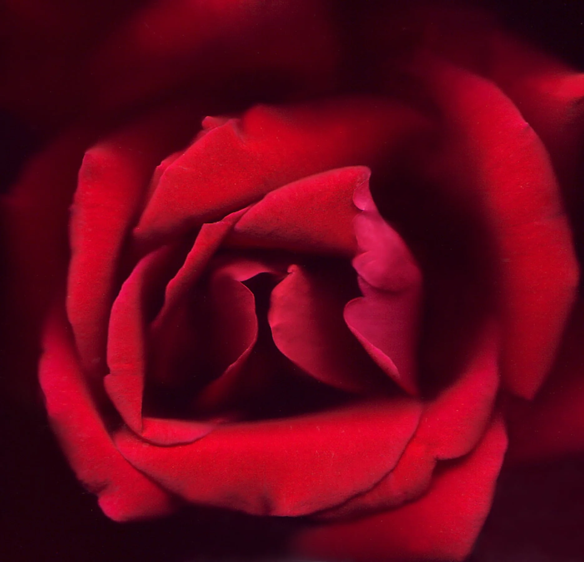 redrose.jpg