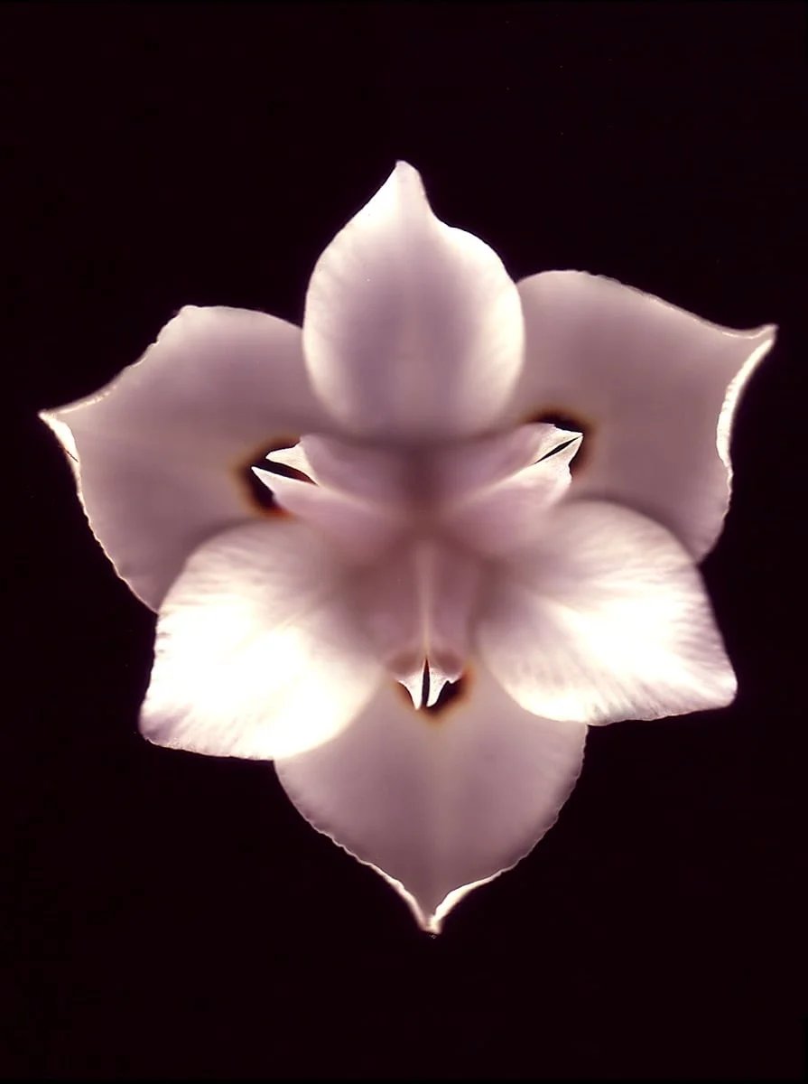 Orchid.jpg