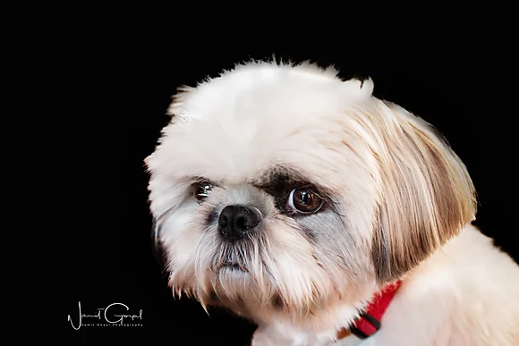Happy Portrait logo.jpg