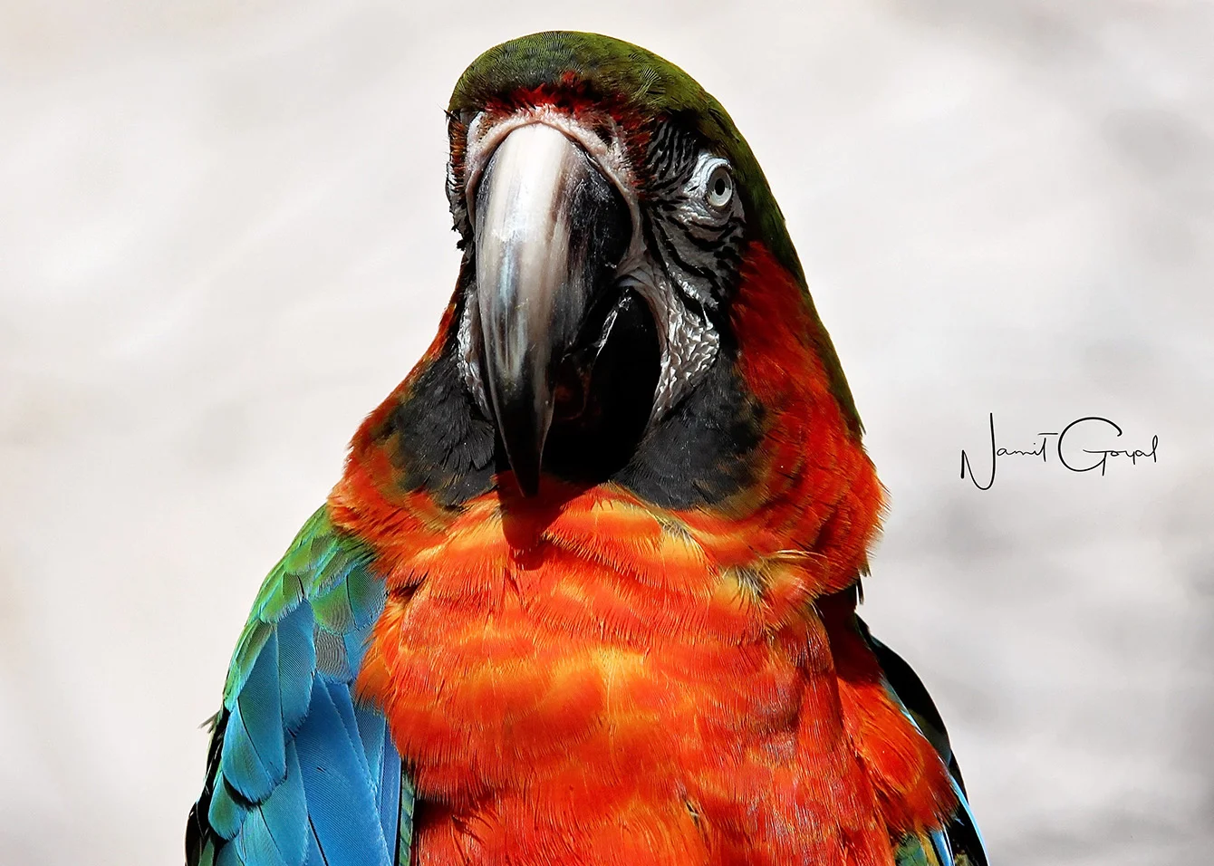 Scarlet Macaw @ The Great Smoky Mountains