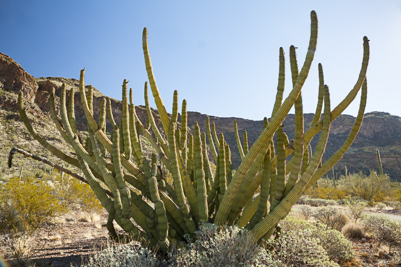 Organ Pipe cactus