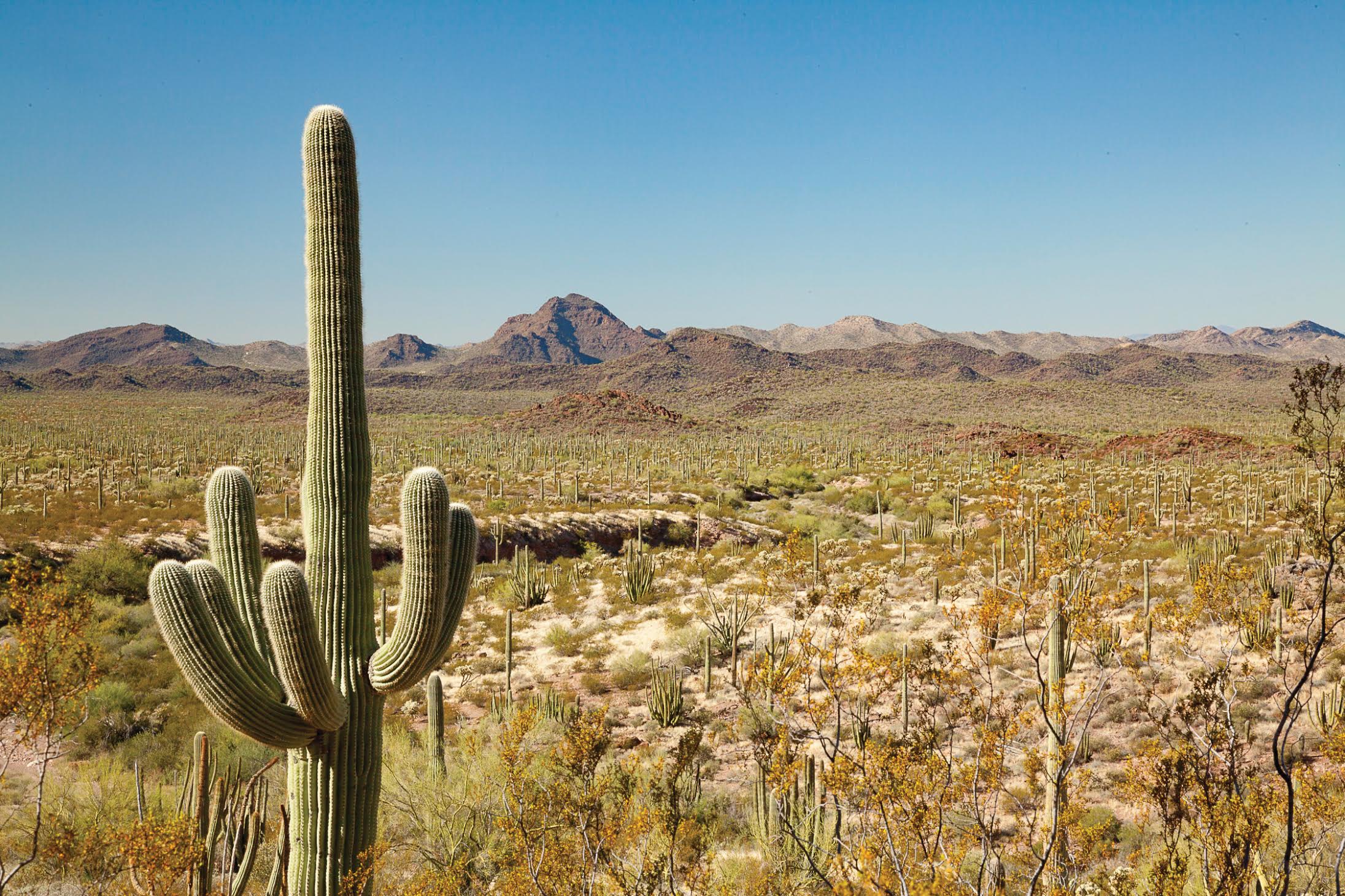 Saguaro cactus