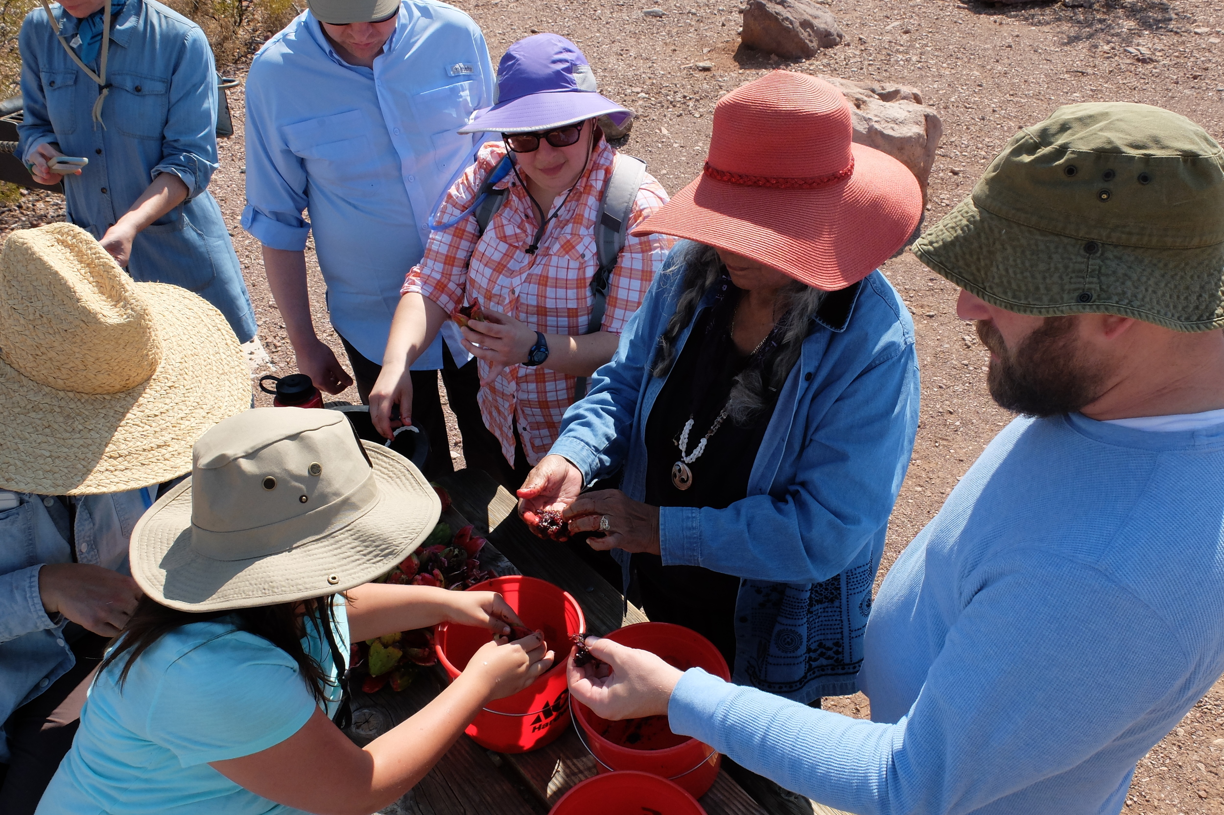 A group of visitors out harvesting saguaro fruit during a weekend cultural program