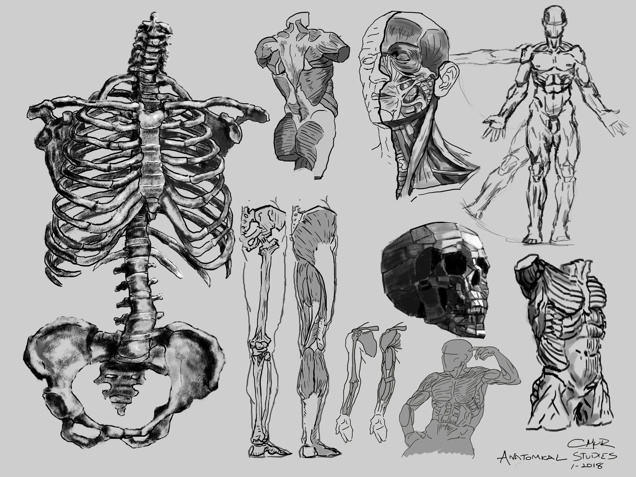 anatomical studies