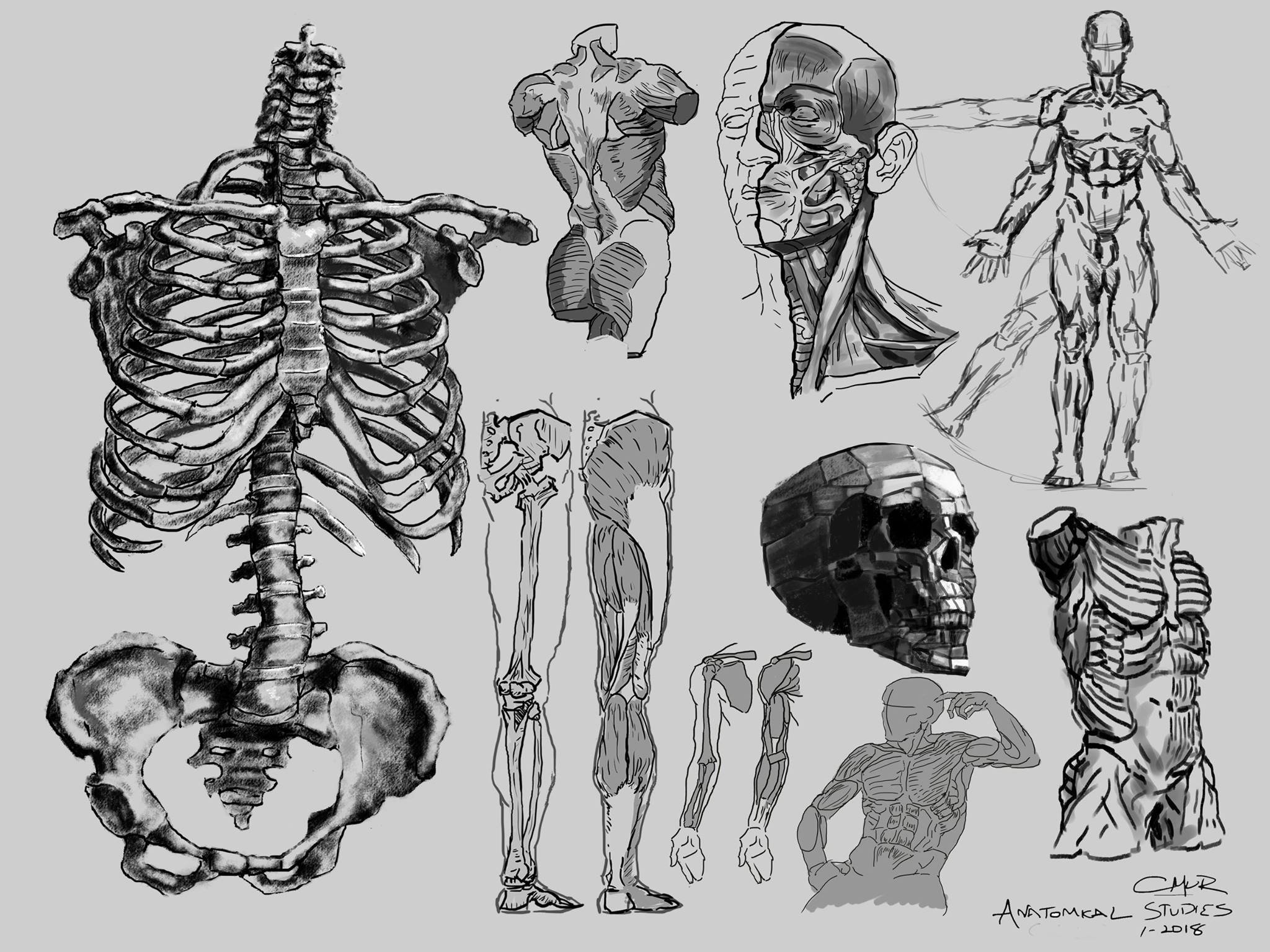Anatomy Studies