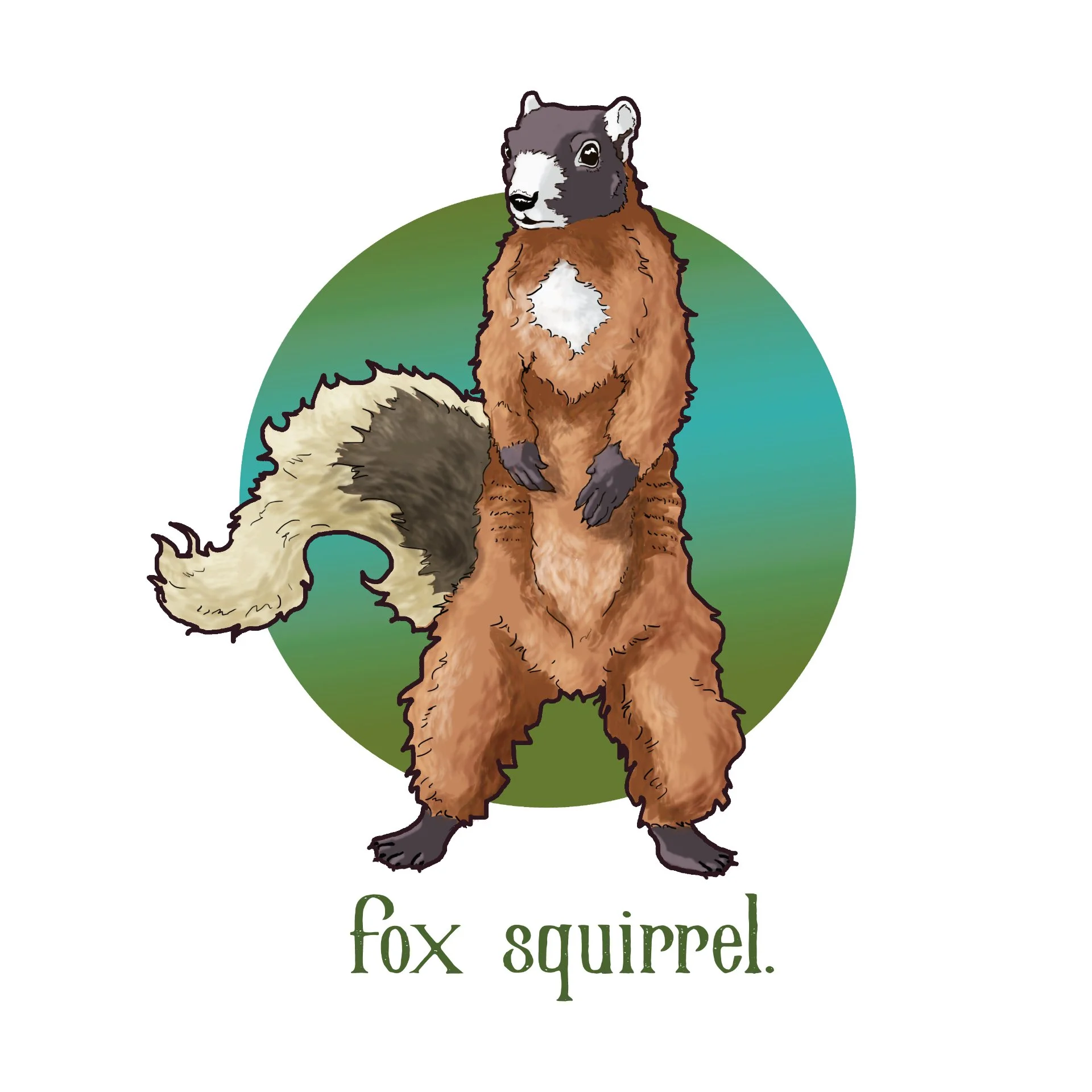 Fox Squirrel
