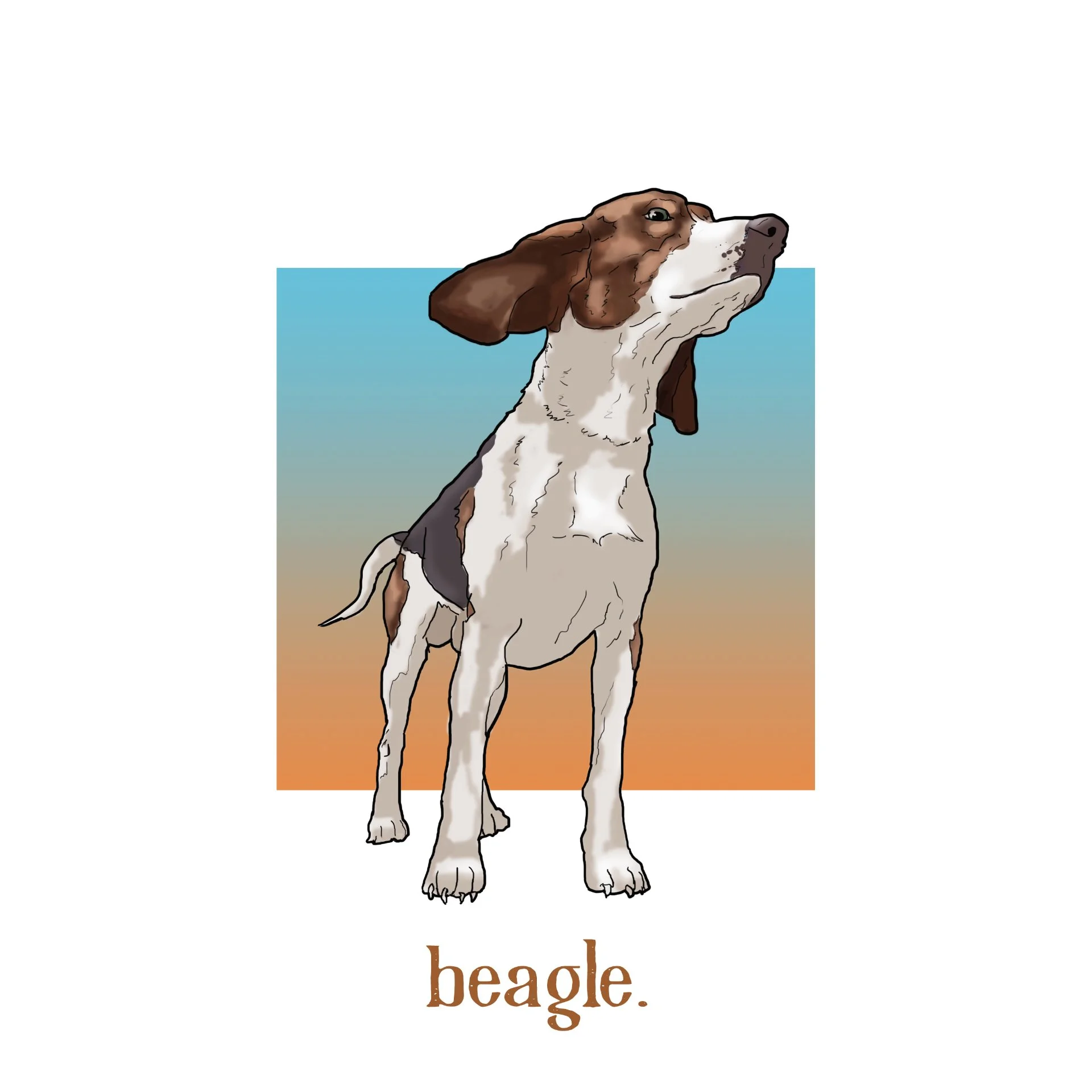 Beagle