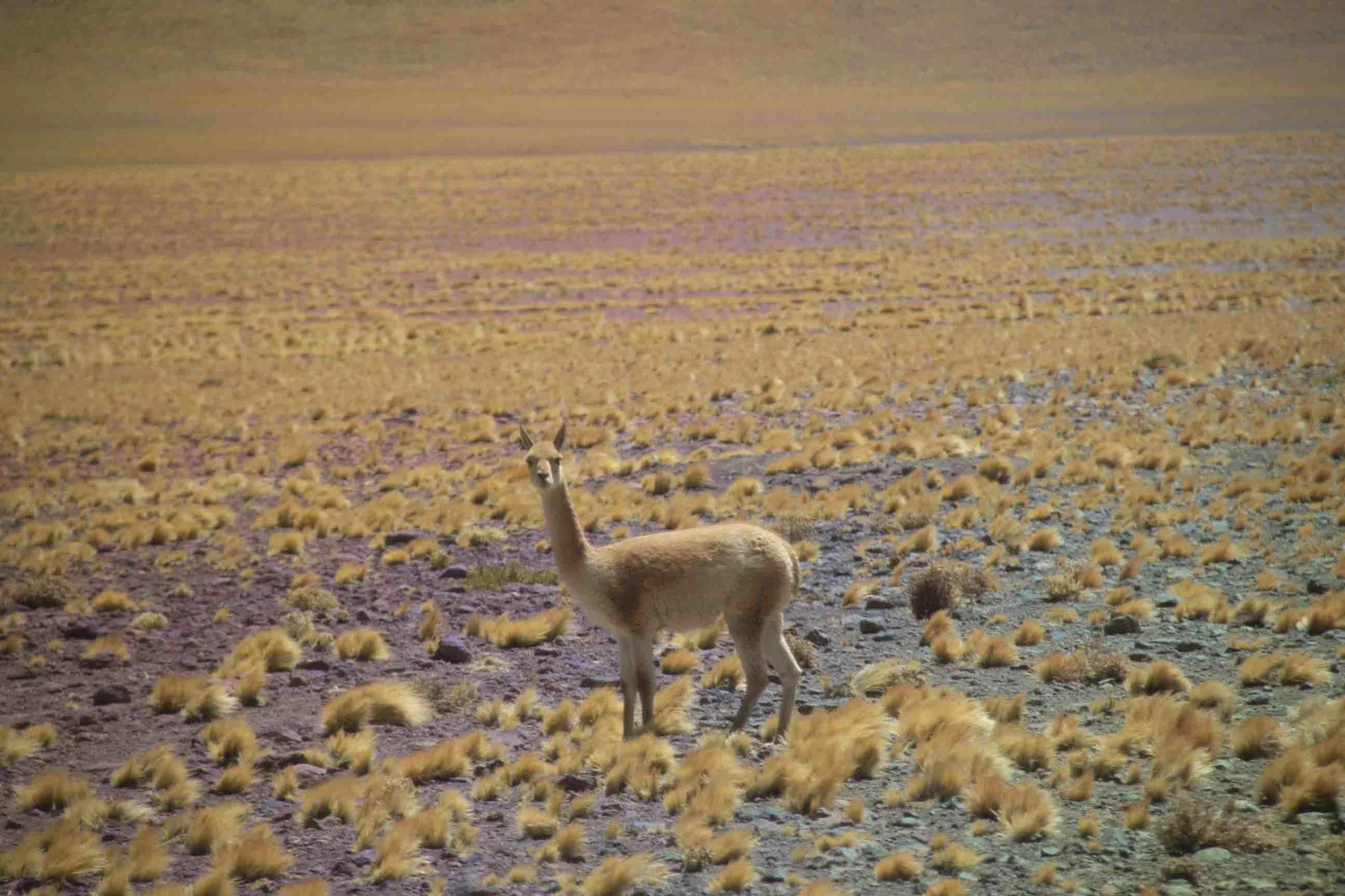  Amigos curiosos del camino 