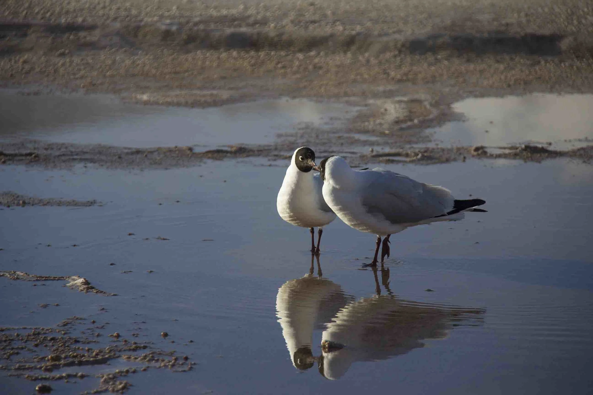  Gaviotas andinas &lt;3 