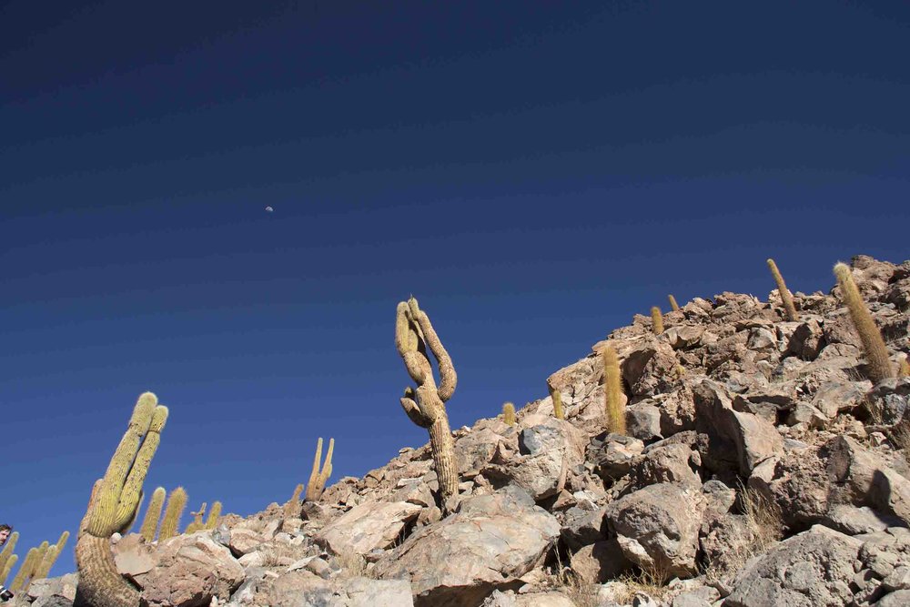  El Valle de los Cactus 