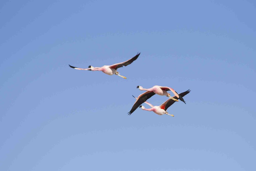  Flamenco libres voladores :) 