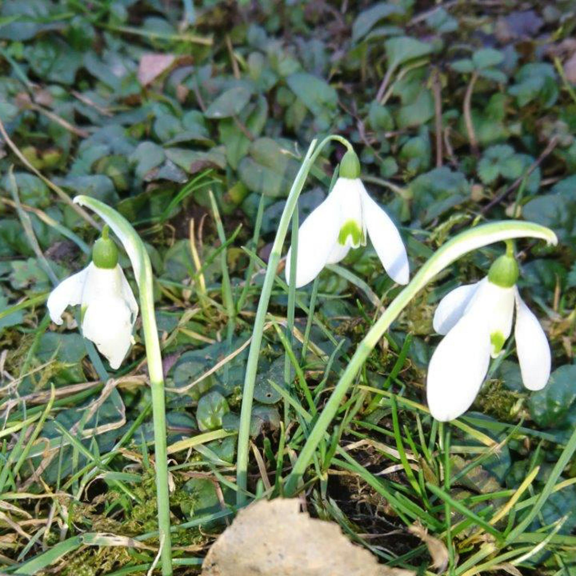 Schneeglöckchen