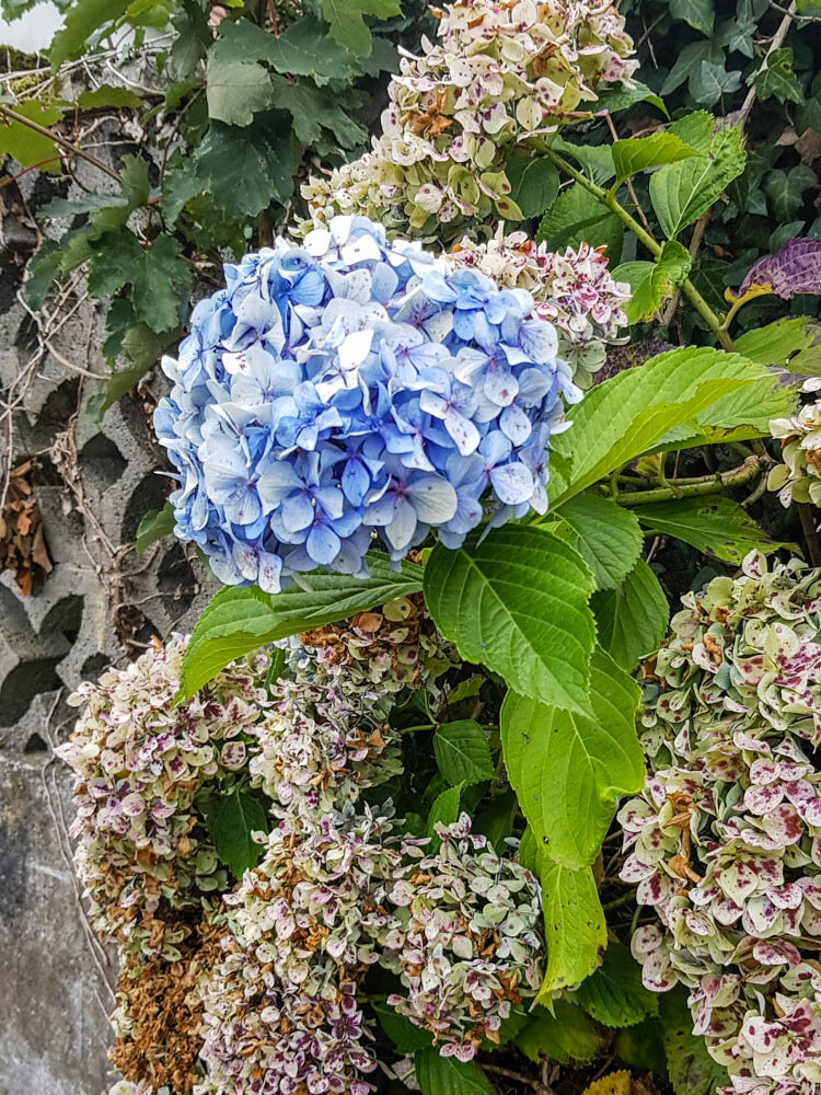 Blumen_DonaFlor_Natuerliche_Floristik_20190826_192918.jpg