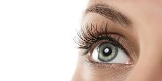 lash 2.jpg