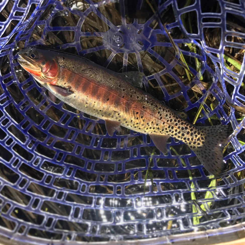 Fish 3.png