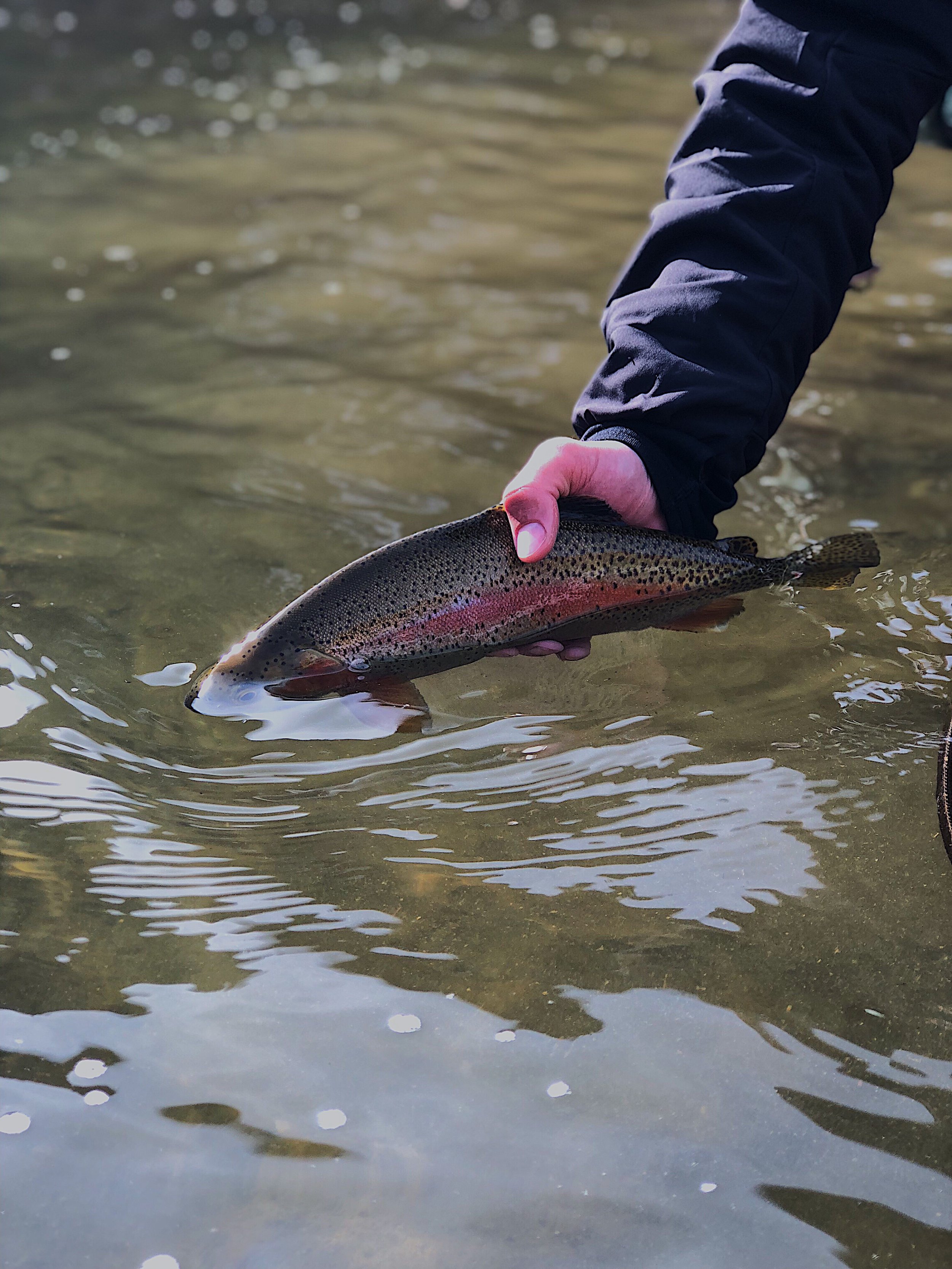 Blog — Arbor Anglers Fly Shop
