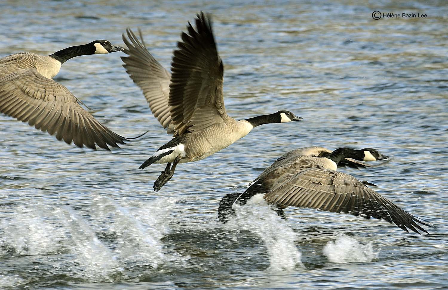 Canada Geese