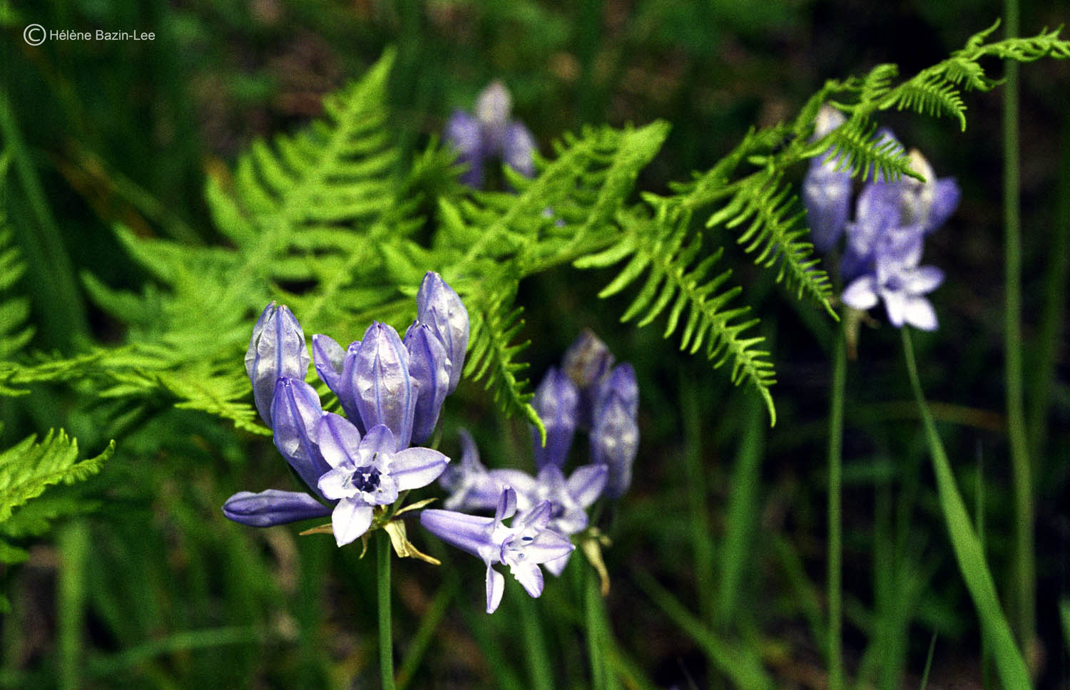 Wild Hyacinth 
