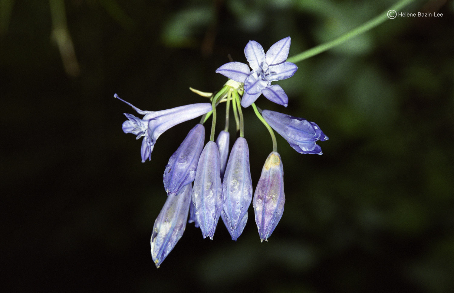 Wild Hyacinth 