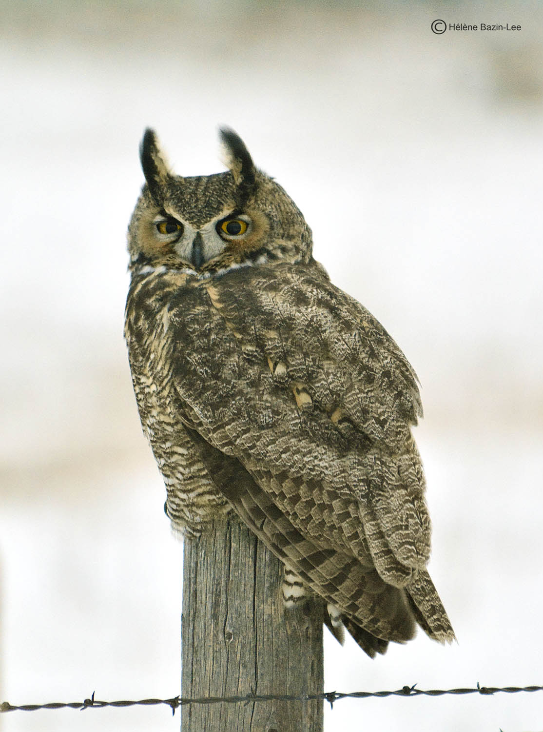 Great Horned Owl