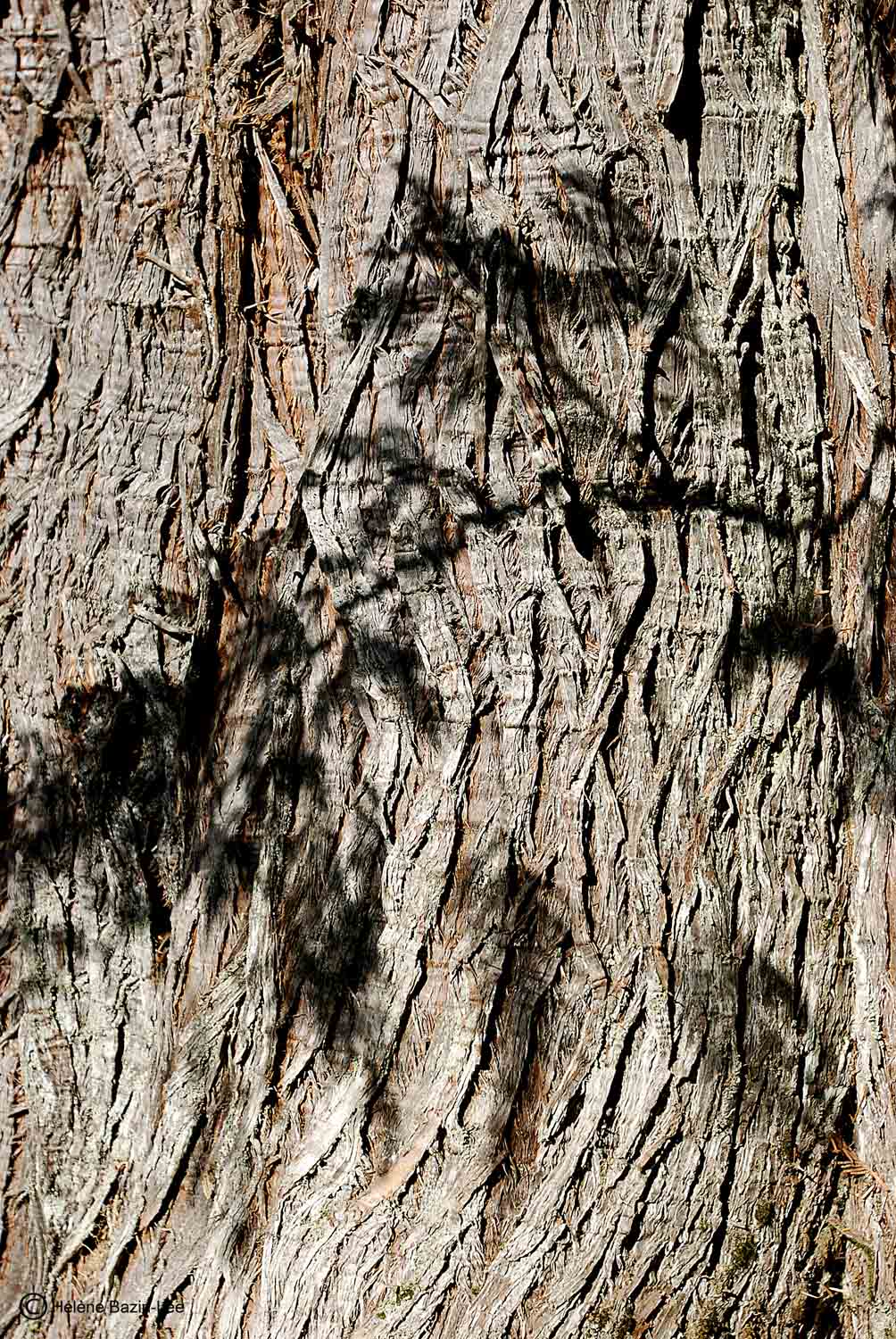 Red Cedar Bark