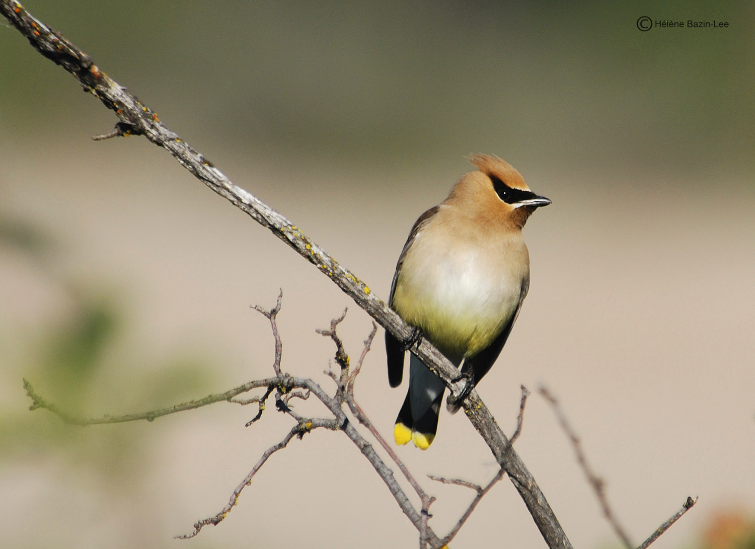 Cedar Waxwing