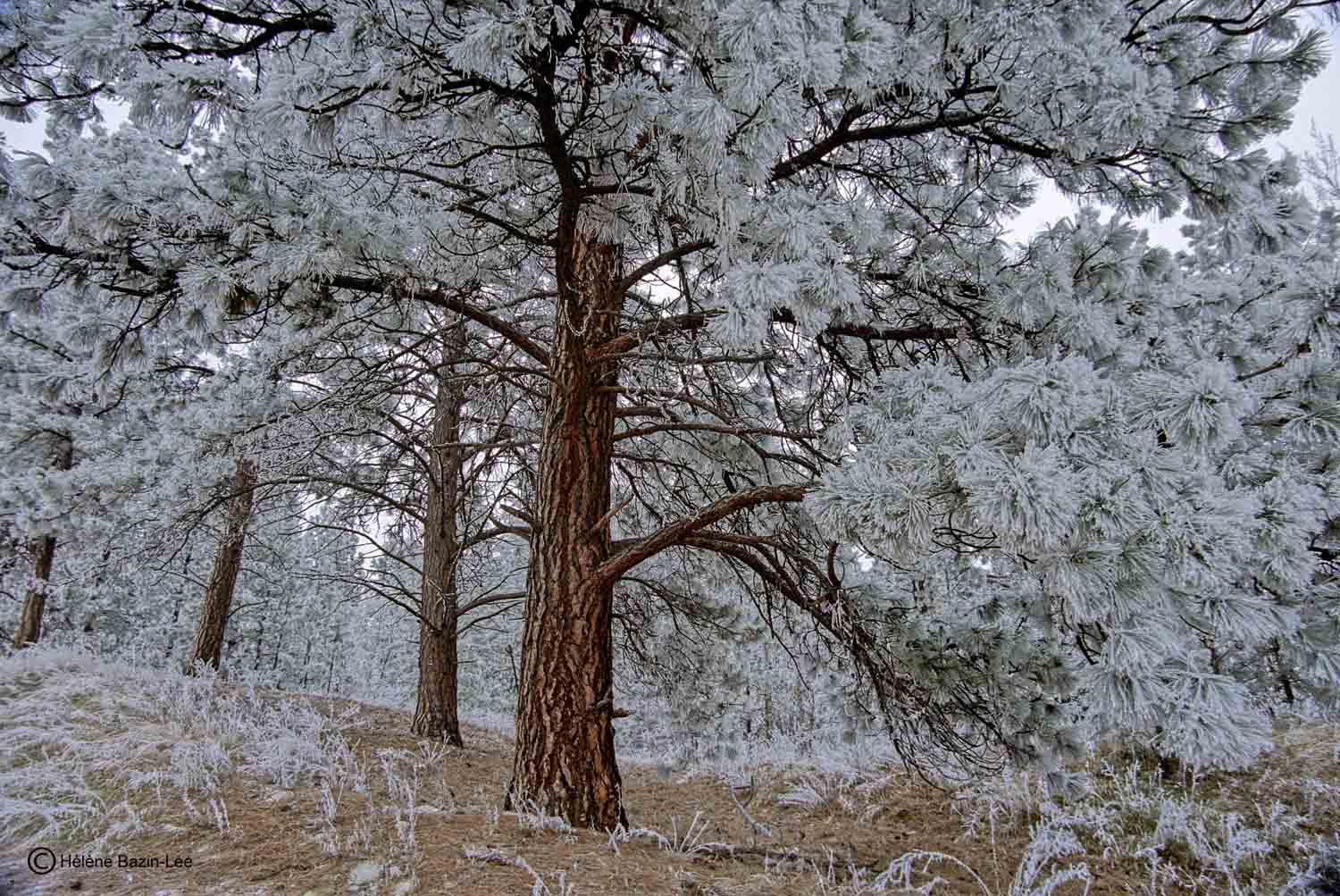 Ponderosa Pine