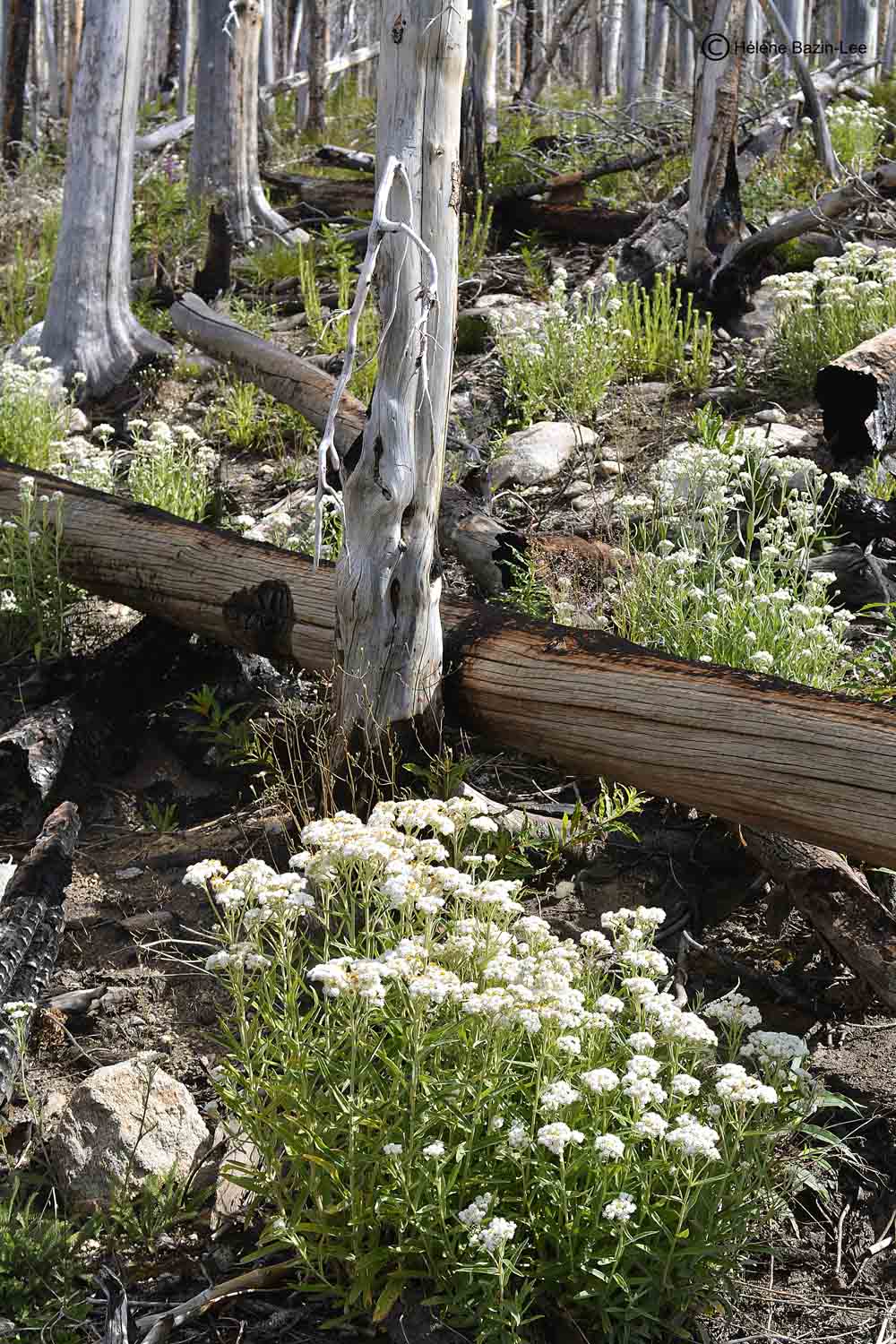 Flowers and burned trees