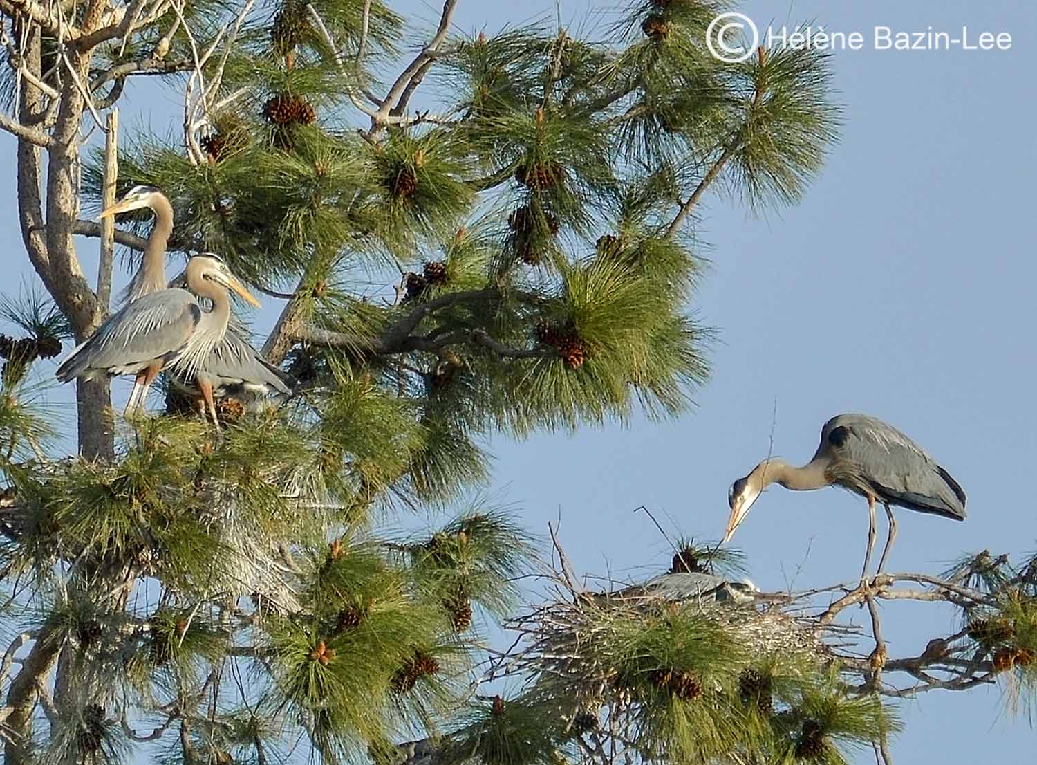 Great Blue Herons