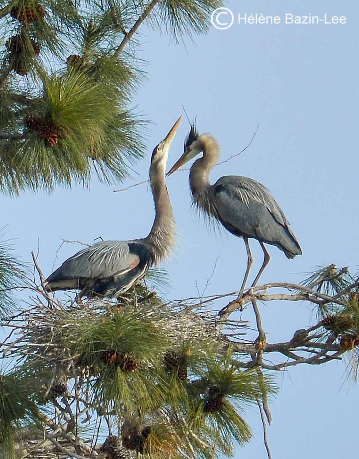 Great Blue Herons