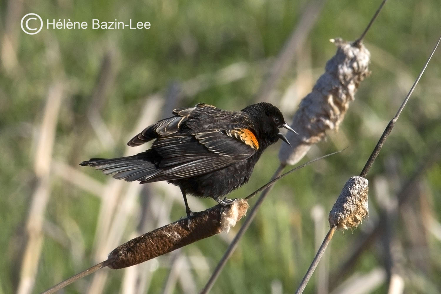 Red-Winged Blackbird