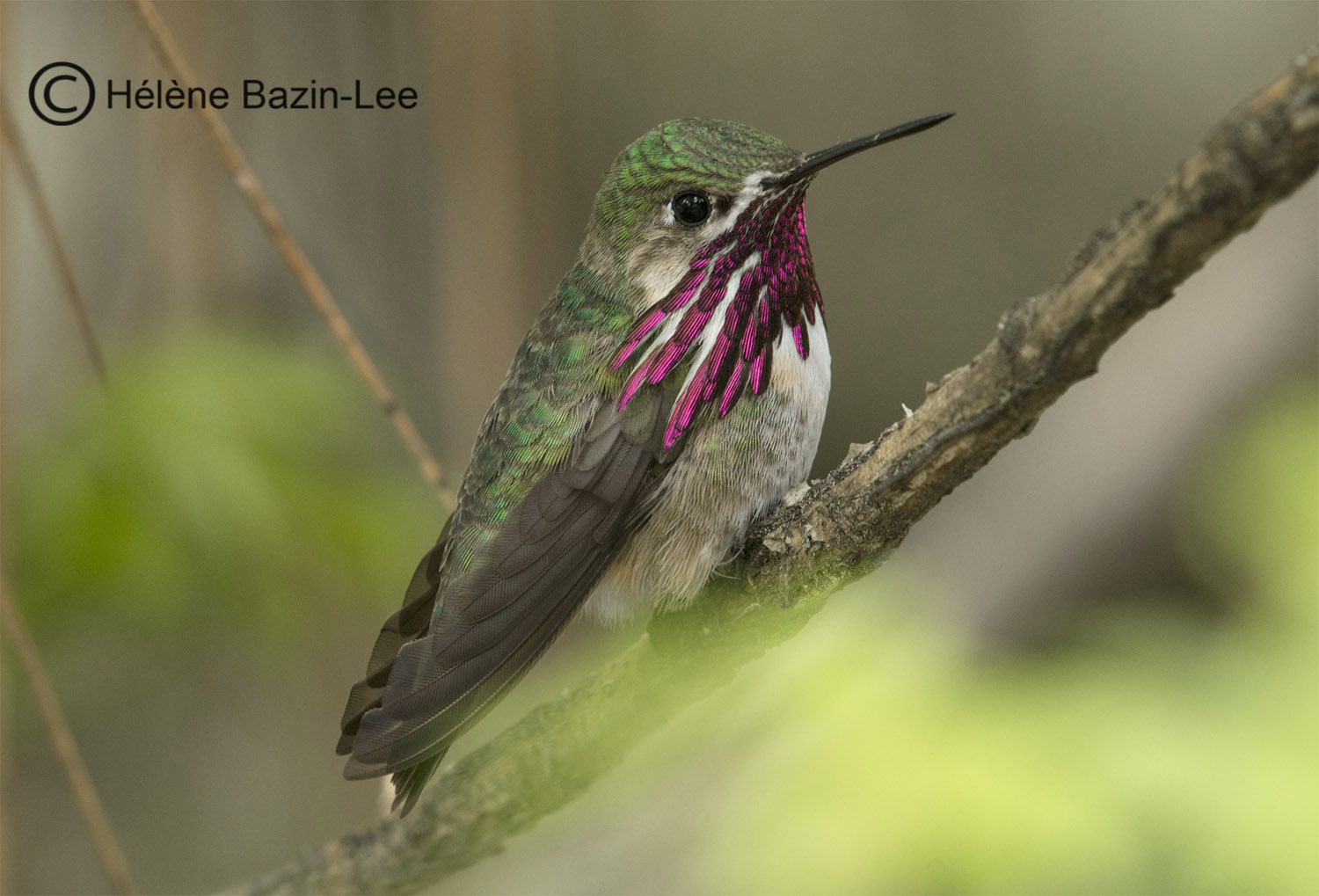 Calliope Hummingbird